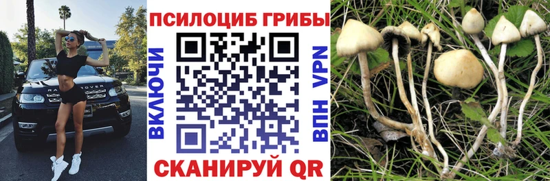 где продают наркотики Шебекино Галлюциногенные грибы MAGIC MUSHROOMS
